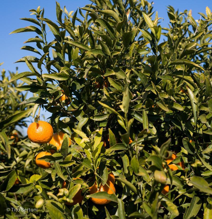Azienda Agrituristica Baglio Carta Balestrate Exterior photo